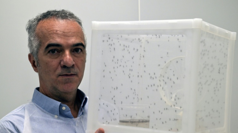 El mosquito antidengue: un avance pero no una panacea en Brasil