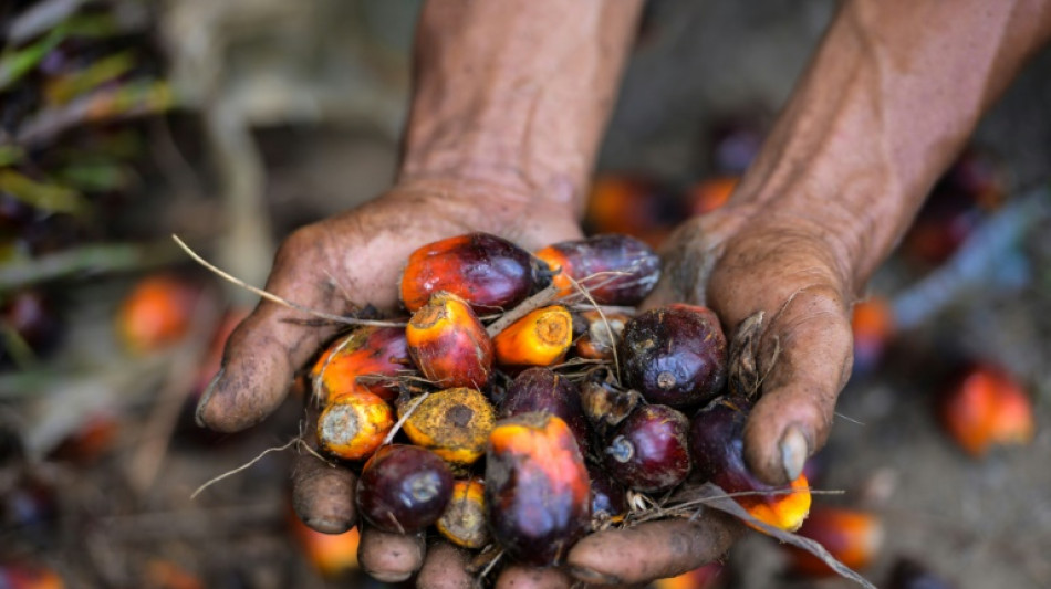 L'Indon&eacute;sie suspend toutes ses exportations d'huile de palme