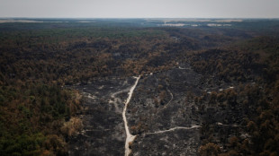 Popular forest near Paris to reopen after wildfire