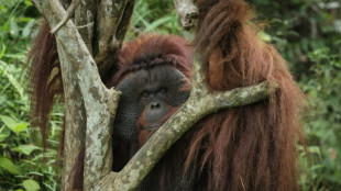 Gigante farmac&eacute;utico retira proveedor tras investigaci&oacute;n de la AFP sobre deforestaci&oacute;n en Indonesia