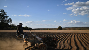 Brasile, con El Nino i prezzi degli alimenti potrebbero aumentare del 20%