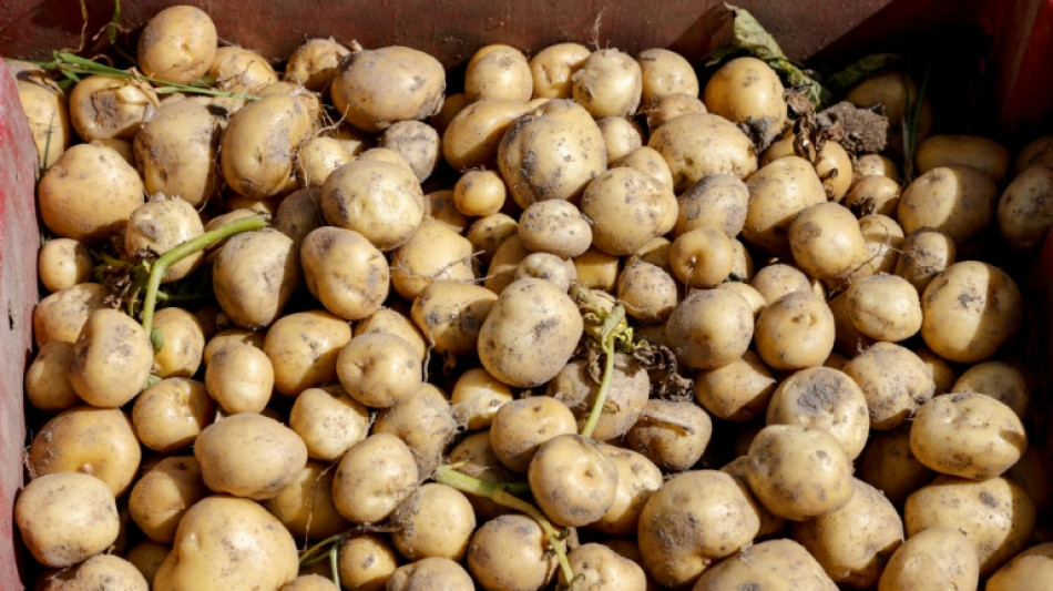 Pommes de terre: vers une crise historique apr&egrave;s la s&eacute;cheresse