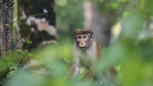 Anche le scimmie usano l'immaginazione per giocare