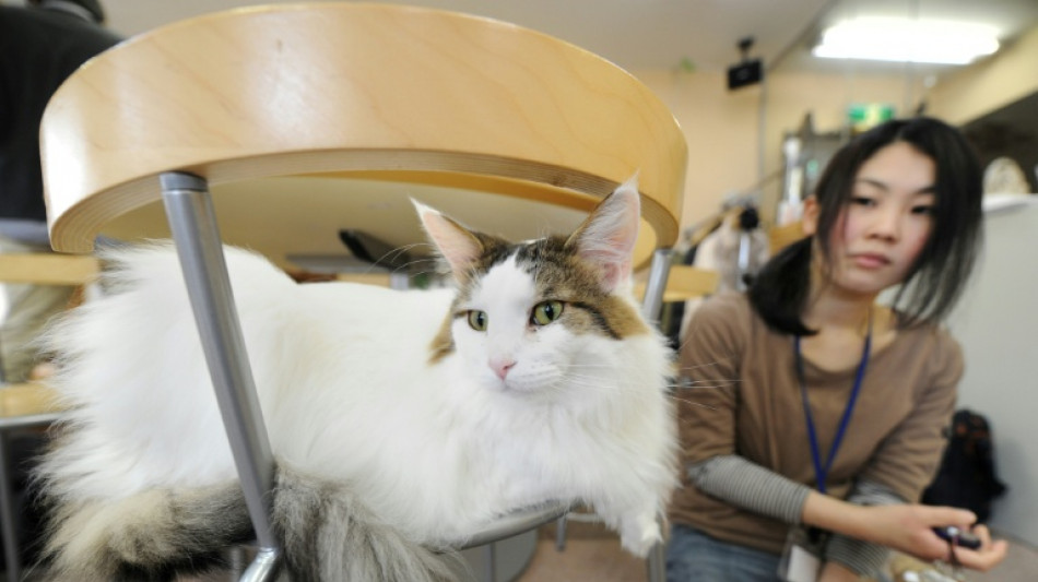 Japan to survey animal cafes over hygiene, welfare concerns