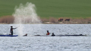 Allemagne: la baleine &eacute;chou&eacute;e depuis des semaines hiss&eacute;e sur une barge, &eacute;tape cl&eacute; du sauvetage