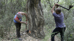 Entre tradition et innovation technique, la fili&egrave;re du li&egrave;ge renait en Corse