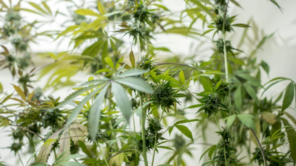 Pr&auml;sident der Bundes&auml;rztekammer gegen Legalisierung von Cannabis