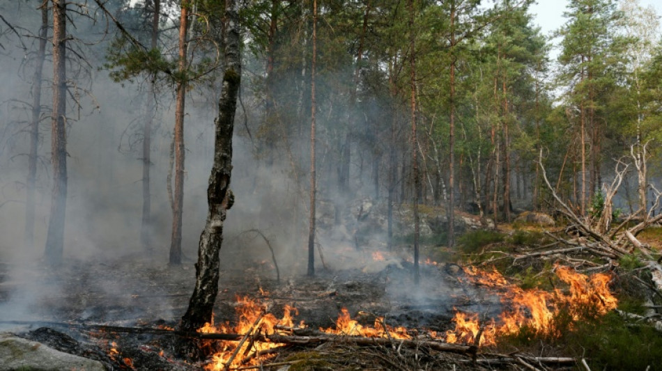 La for&ecirc;t de Fontainebleau, en partie ravag&eacute;e en juillet par le feu, rouvre au public samedi
