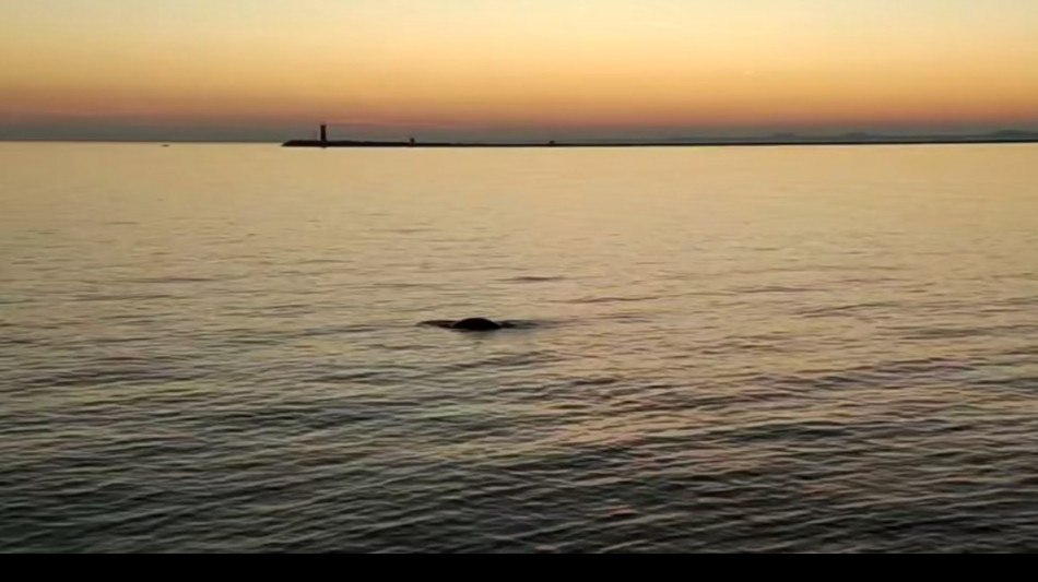 Dopo il delfino una foca monaca avvistata in Laguna Venezia