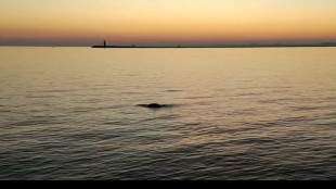 Dopo il delfino una foca monaca avvistata in Laguna Venezia