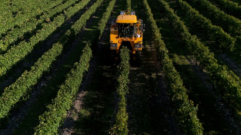 Vin: la production mondiale attendue en 2025 se ressaisit, mais reste basse