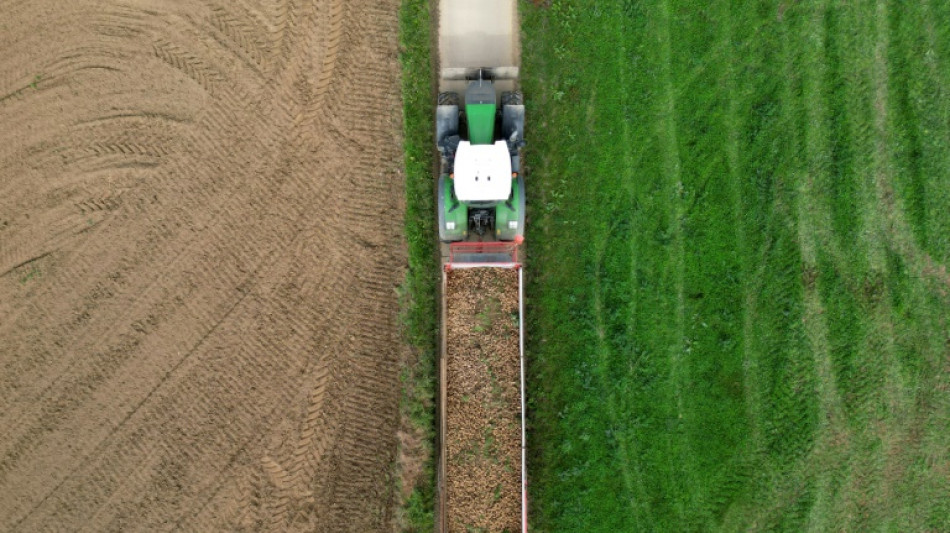 Record potato harvest is no boon in fries-mad Belgium