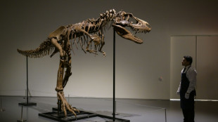 Gorgosaurus sells for $6.1 mn at New York auction