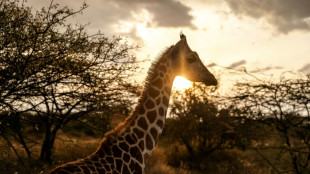 Giraffes bring peace to Kenyan communities once at odds