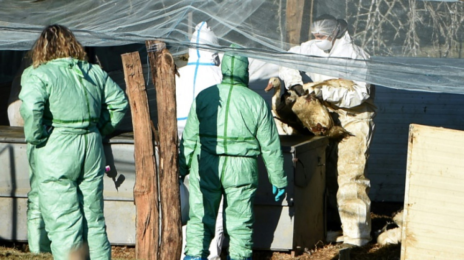 Envol&eacute;e des charges, grippe aviaire: l'&eacute;levage fran&ccedil;ais dans la tourmente