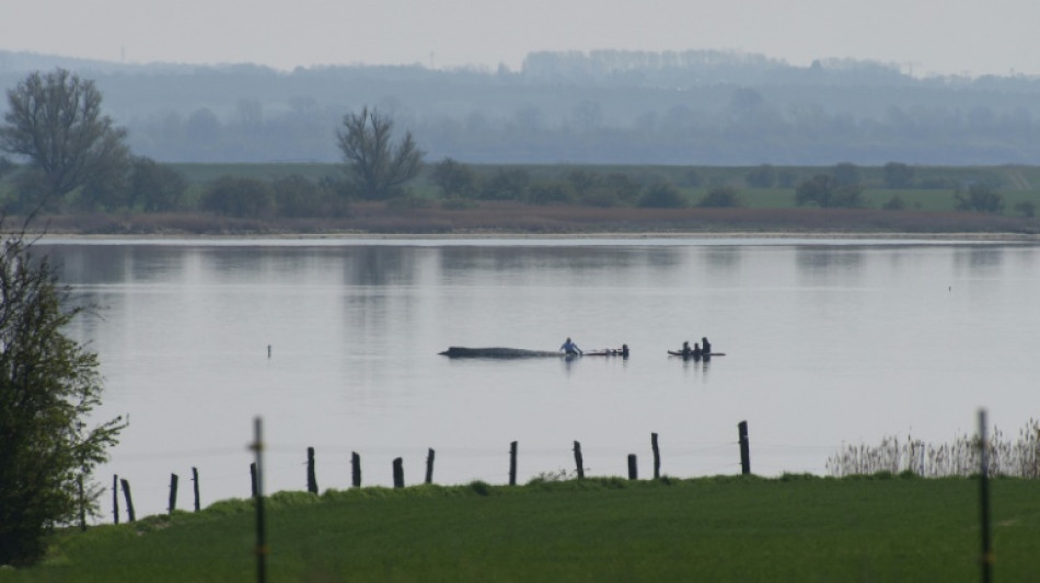Gestrandeter Wal: Rettungsaktion wird fortgesetzt - Initiator hoffnungsvoll