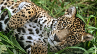 Ganaderos de Panamá adaptan sus fincas para proteger a jaguares