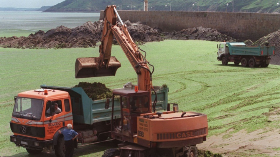 Algues vertes: triplement des capteurs d'hydrogène sulfuré sur les plages bretonnes