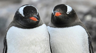 Climat: en Antarctique, les manchots avancent leur p&eacute;riode de reproduction &agrave; vitesse "record"