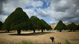 Trees 'giving up': climate change hammers historic English gardens