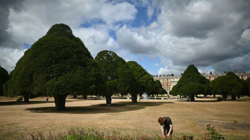 Trees 'giving up': climnate change hammers historic English gardens