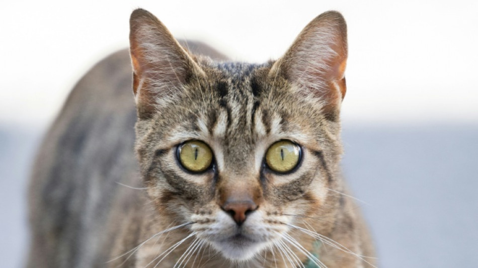 Später als gedacht: Hauskatze erreichte Europa erst vor 2000 Jahren