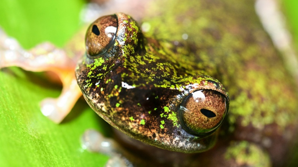 Nocturne et amatrice de caf&eacute;: une nouvelle esp&egrave;ce de grenouille d&eacute;couverte au Costa Rica