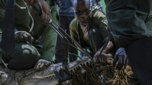 Kenya steps up crocodile hunt as rising lakes fuel conflict