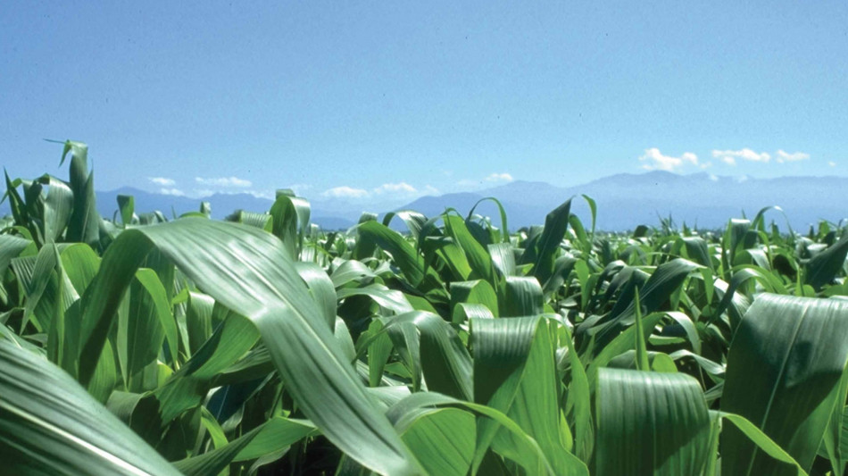 Prezzi mais e grano tenero in rialzo tra clima avverso e tensioni nel Mar Nero