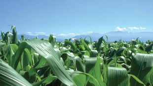 Prezzi mais e grano tenero in rialzo tra clima avverso e tensioni nel Mar Nero