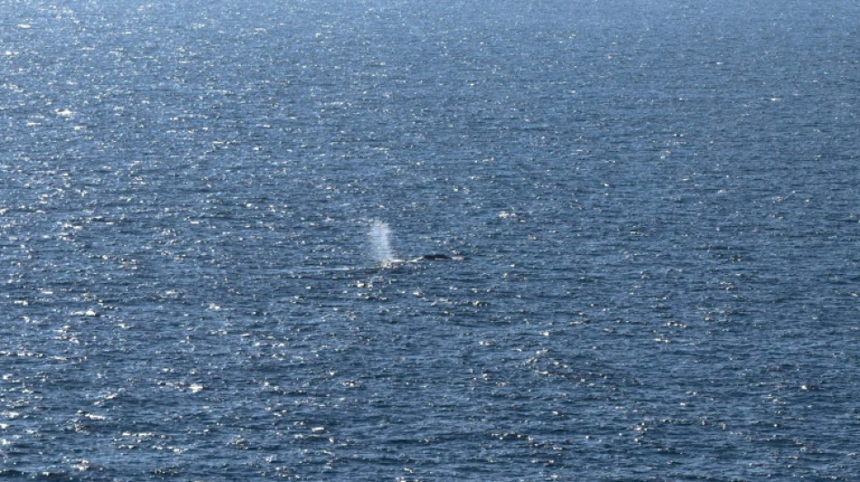 "Nicht genug Kraft": In Nordsee gebrachter Wal laut Experten wahrscheinlich tot