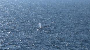 Beh&ouml;rden: Bei totem Wal in D&auml;nemark handelt es sich um "Timmy"