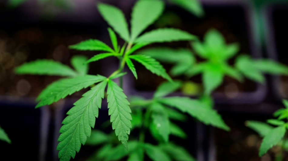 Lauterbach erwartet knappe Zustimmung f&uuml;r Cannabisgesetz im Bundesrat