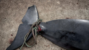 Chasse aux dauphins: les F&eacute;ro&eacute; commencent l'examen d'un possible encadrement