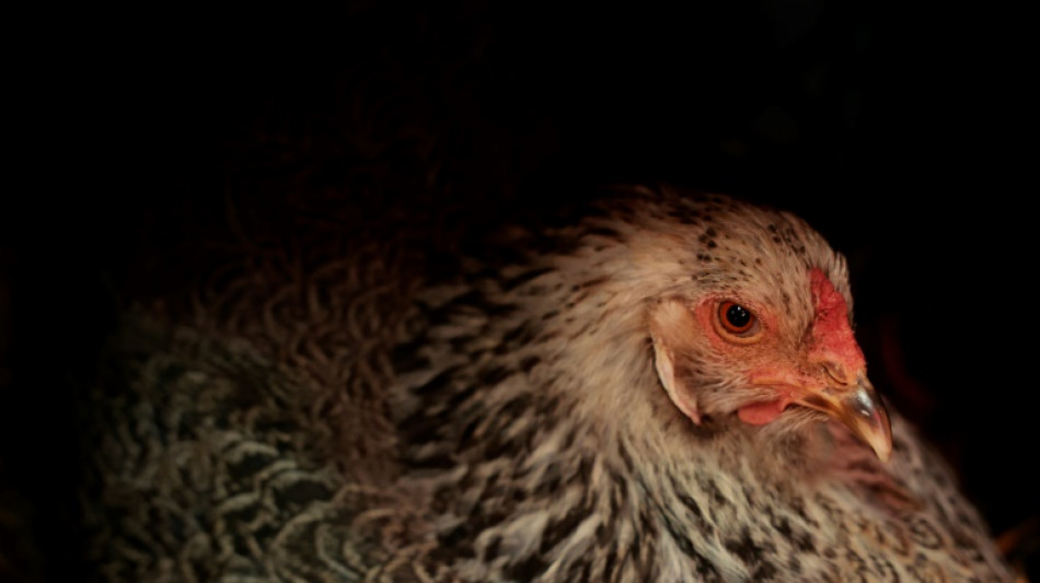 Eier-Preis in den USA wegen Vogelgrippe in die H&ouml;he geschnellt