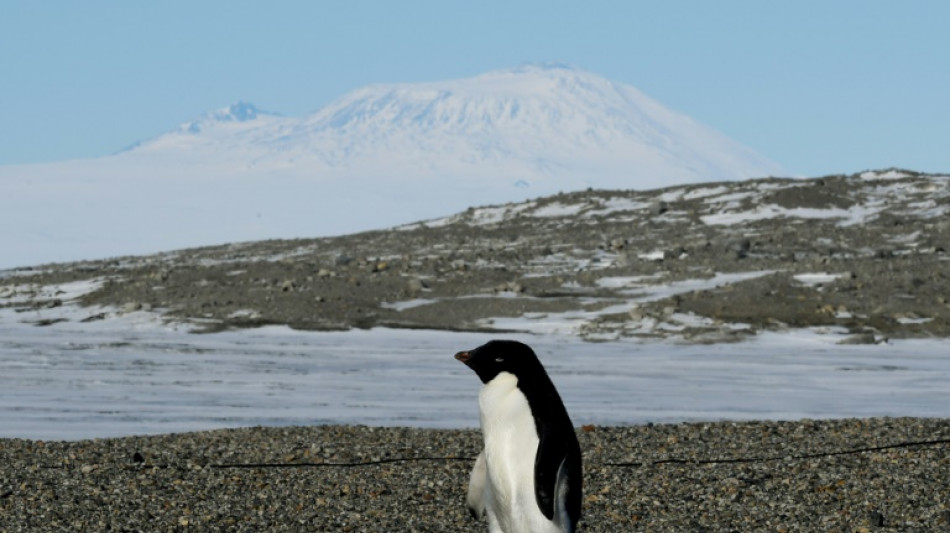 Estudo revela efeitos climáticos surpreendentes das fezes de pinguim