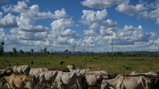 Cumbre de líderes mundiales en la Amazonía para salvar la lucha por el clima