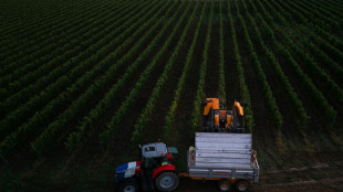 Dans les vignes bordelaises, le pari de nouveaux cépages plus résistants 