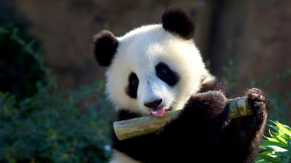 Record de fréquentation au Zoo de Beauval : 2 millions de visiteurs en 2022