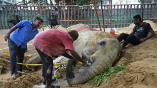 Cr&iacute;ticas a un zool&oacute;gico de Pakist&aacute;n tras la muerte de una elefanta 