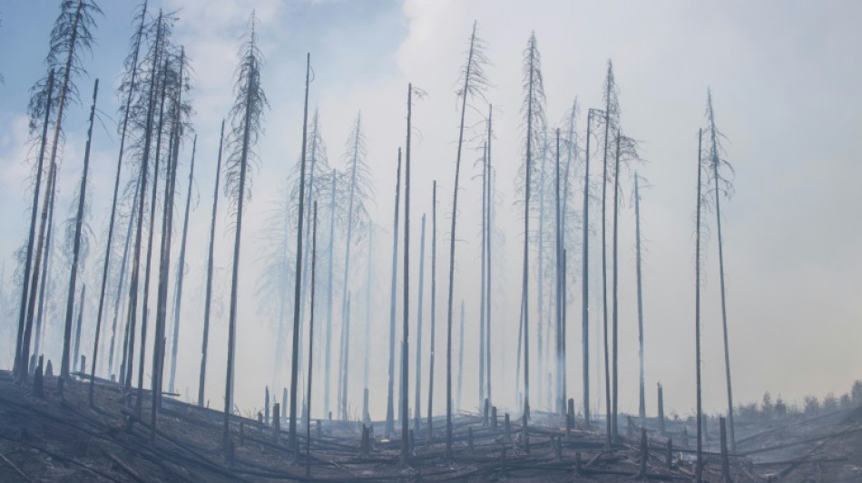 Waldbesitzer rechnen angesichts Waldbr&auml;nden mit Sch&auml;den in Rekordh&ouml;he