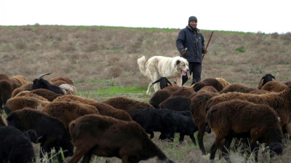 Le mouton g&eacute;ant du Tadjikistan, alli&eacute; de l'environnement
