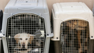 In the doghouse: flying canines count as cargo, EU court rules
