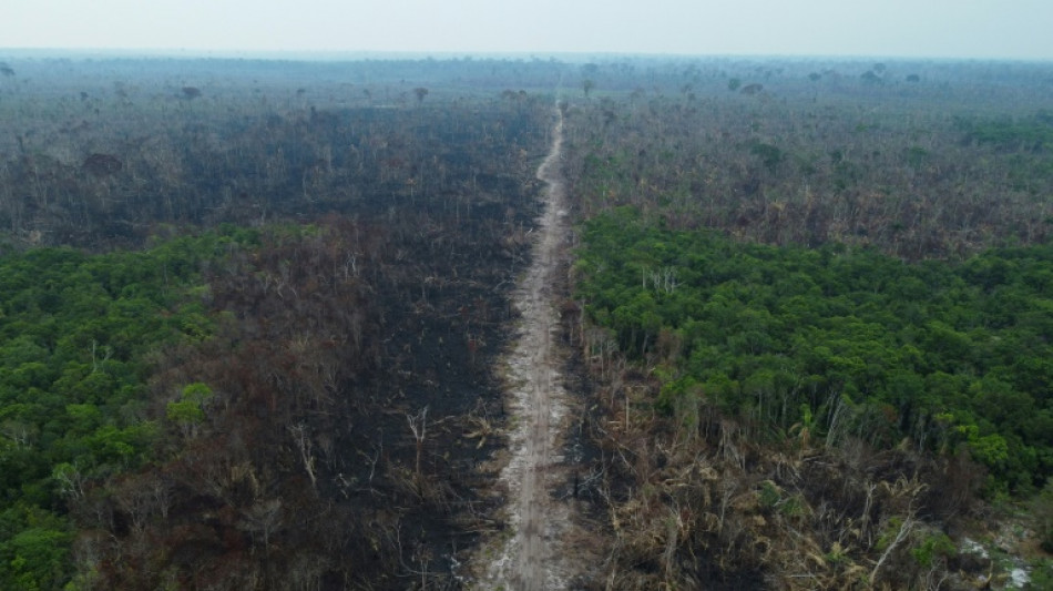 L'UE vote la fin des importations de produits issus de la d&eacute;forestation