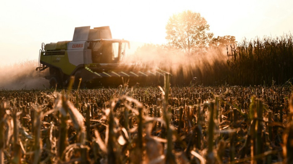 Cannabisplantage bei Erntearbeiten in nieders&auml;chsischem Maisfeld entdeckt