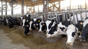 Confcooperative, con caldo estremo stalle in ginocchio, cala produzione latte del 10%