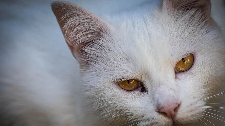 L'Iva sulla lettiera del gatto &egrave; al 22%