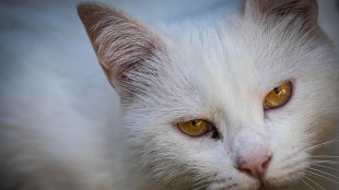 L'Iva sulla lettiera del gatto &egrave; al 22%