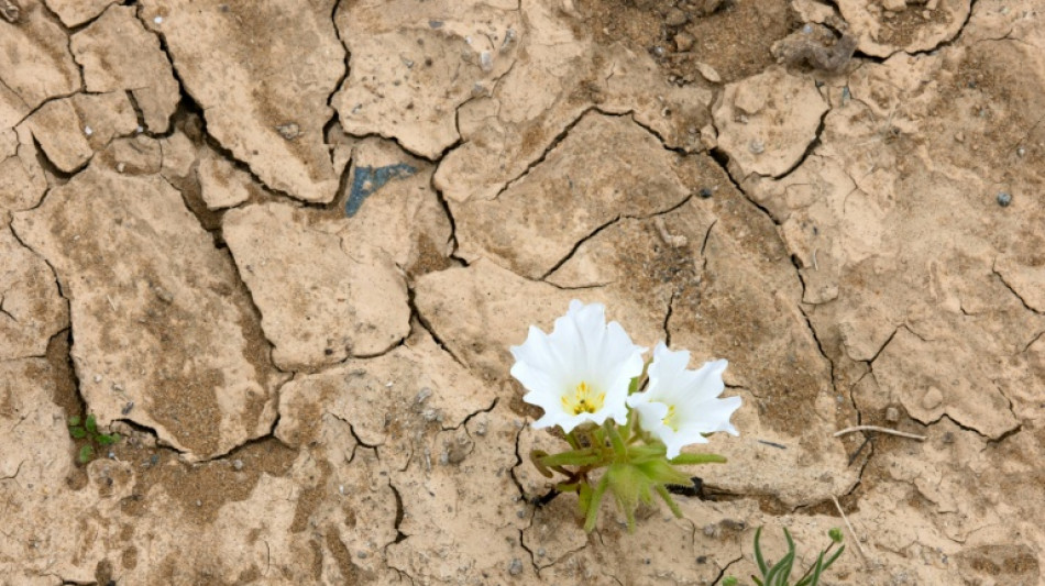Chili : floraison exceptionnelle dans le d&eacute;sert d'Atacama apr&egrave;s les pluies d'El Ni&ntilde;o