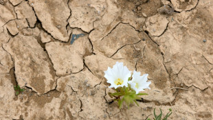 Chili : floraison exceptionnelle dans le d&eacute;sert d'Atacama apr&egrave;s les pluies d'El Ni&ntilde;o